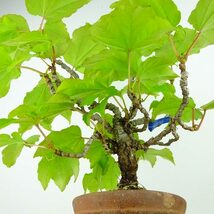 盆栽 蔦 樹高 約30cm つた Parthenocissus tricuspidata ツタ つる性 ブドウ科 ツタ属 落葉樹 庭木 観賞用 現品_画像7