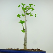 盆栽 銀杏 樹高 約36cm いちょう Ginkgo biloba イチョウ 紅葉 イチョウ科 落葉樹 観賞用 現品_画像4