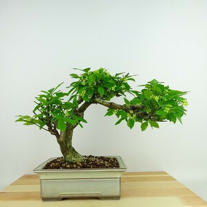 盆栽 こまゆみ 樹高 約21cm Euonymus alatus form ciliatodentatus コマユミ ニシキギ科 落葉広葉樹 観賞用 現品