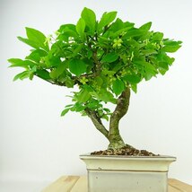 盆栽 こまゆみ 樹高 約21cm Euonymus alatus form ciliatodentatus コマユミ ニシキギ科 落葉広葉樹 観賞用 現品_画像2