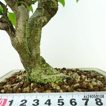 盆栽 こまゆみ 樹高 約21cm Euonymus alatus form ciliatodentatus コマユミ ニシキギ科 落葉広葉樹 観賞用 現品_画像5