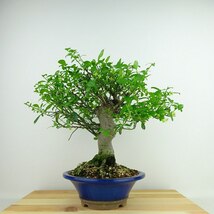 盆栽 こまゆみ 樹高 約27cm Euonymus alatus form ciliatodentatus コマユミ ニシキギ科 落葉広葉樹 観賞用 現品_画像1