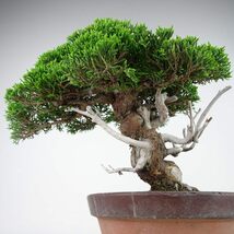 盆栽 真柏 樹高 約27cm しんぱく Juniperus chinensis シンパク “ジン シャリ” ヒノキ科 常緑樹 観賞用 現品_画像3