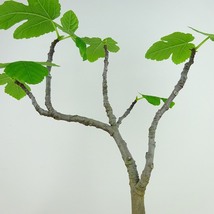 盆栽 無花果 樹高 約27cm いちじく Ficus carica イチジク クワ科 イチジク属 落葉樹 観賞用 現品_画像6