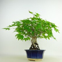 盆栽 紅葉 樹高 約22cm もみじ Acer palmatum モミジ 根上り カエデ科 落葉樹 観賞用 現品_画像2