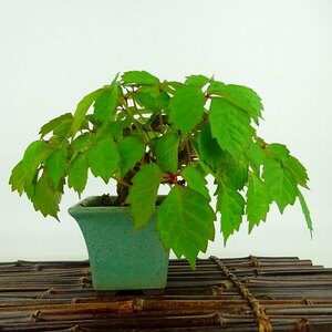 盆栽 蔦 樹高 上下 約11cm つた Parthenocissus tricuspidata ツタ つる性 ブドウ科 ツタ属 落葉樹 庭木 観賞用 小品 現品