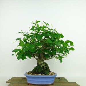 盆栽 こまゆみ 樹高 約22cm Euonymus alatus form ciliatodentatus コマユミ ニシキギ科 落葉広葉樹 観賞用 現品