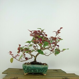  bonsai ten thousand work . record ten thousand work height of tree approximately 15cm.... hamamelis japonica red banatokiwa hamamelis japonica full work hamamelis japonica . deciduous tree .. for small goods reality goods 