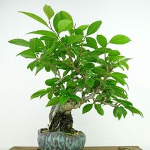 盆栽 梅擬 樹高 約20cm うめもどき Ilex serrata ウメモドキ 石付き モチノキ科 落葉樹 観賞用 小品 現品_画像3