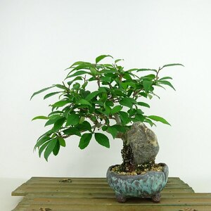 盆栽 梅擬 樹高 約20cm うめもどき Ilex serrata ウメモドキ 石付き モチノキ科 落葉樹 観賞用 小品 現品