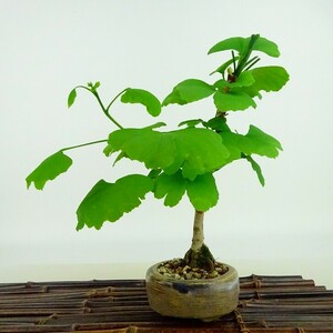  bonsai ginkgo biloba height of tree approximately 19cm....Ginkgo biloba ginkgo biloba . leaf ginkgo biloba . deciduous tree .. for small goods reality goods 