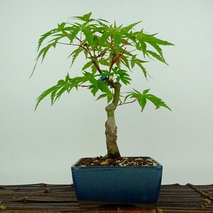 盆栽 紅葉 清玄 樹高 約22cm もみじ Acer palmatum モミジ カエデ科 落葉樹 観賞用 現品