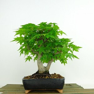 盆栽 紅葉 樹高 約19cm もみじ Acer palmatum モミジ カエデ科 落葉樹 観賞用 小品 現品