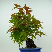 盆栽 紅葉 出猩々 樹高 約25cm もみじ Acer palmatum モミジ 石付き カエデ科 落葉樹 観賞用 現品_画像3