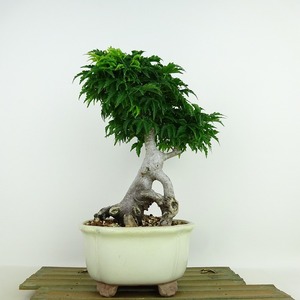 bonsai . leaf Lion Mask height of tree approximately 23cm maple Acer palmatummomijiete. deciduous tree .. for reality goods 