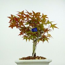 盆栽 紅葉 出猩々 樹高 約17cm もみじ Acer palmatum モミジ カエデ科 落葉樹 観賞用 小品 現品_画像2