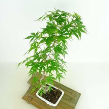 盆栽 紅葉 樹高 約40cm もみじ Acer palmatum モミジ カエデ科 落葉樹 観賞用 現品_画像8