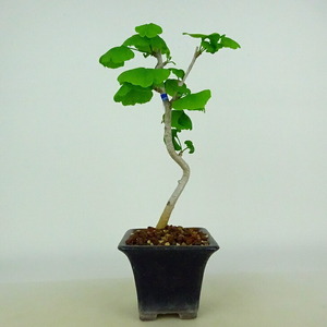  бонсай гинкго высота дерева примерно 20~22cm....Ginkgo biloba гинкго . лист гинкго . листопадные растения .. для маленький товар количество предмет select 