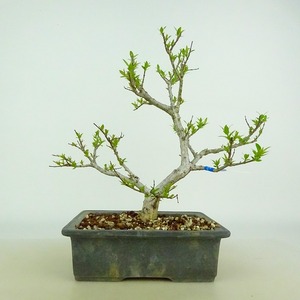  bonsai . cover tree height of tree approximately 24~25cm.. cover .Symplocos sawafutagisawa cover gi symplocos prunifolia . symplocos prunifolia . deciduous tree .. for amount thing select 