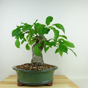 盆栽 姫林檎 姫国光 樹高 約31cm ひめりんご Malus prunifolia ヒメリンゴ バラ科 リンゴ属 落葉樹 観賞用 現品