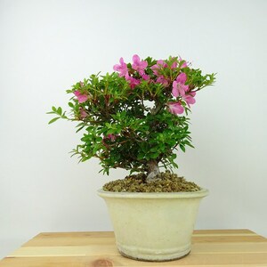 盆栽 皐月 鶴翁 樹高 約22cm さつき Rhododendron indicum サツキ ツツジ科 常緑樹 観賞用 現品