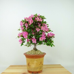 盆栽 皐月 鶴翁 樹高 約24cm さつき Rhododendron indicum サツキ ツツジ科 常緑樹 観賞用 現品