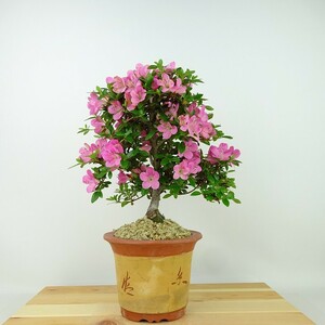  бонсай Rhododendron indicum журавль . высота дерева примерно 24cm satsuki Rhododendron indicum Satsuki азалия . вечнозеленое дерево .. для на данный момент товар 