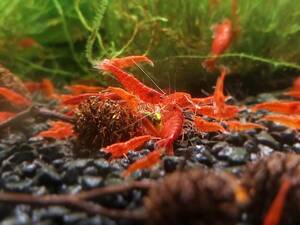  red fire - shrimp 25 pcs size 1.0~2.0[ ultimate fire .]