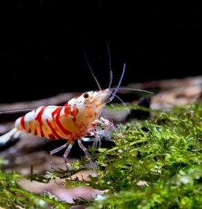  red fancy Tiger shrimp 30 pcs size 1.0~1.7 # bee shrimp 