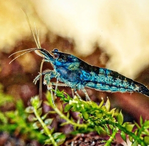  bell bed blue shrimp 20 pcs size 1.0~1.5 # Cherry shrimp 