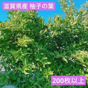 滋賀県産 柚子の葉っぱ 新鮮 200枚以上 アゲハ蝶の幼虫の餌などに ネコポス