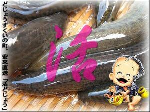  genuine, cheap .. [. loach 1kg set ] direct delivery!! ASK lucky bag translation business use 