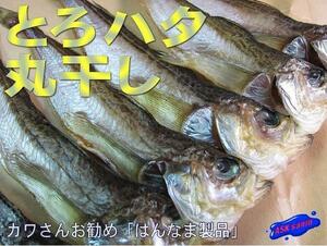  Tottori brand commodity!![.. is ta, circle dried 22 tail ]- deep sea. delicacy -