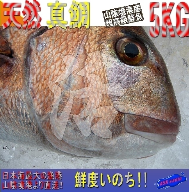 お刺身用、巨大「天然真鯛3-5kg」代引き発送（不定貫 キロ売り） 隠岐島産、と