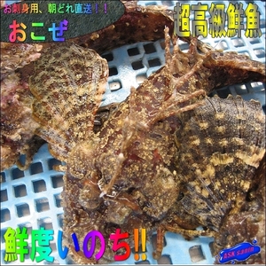 磯の超高級魚!!「活オコゼ1kg」お刺身用 『魚王国』境港産