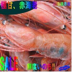 地物「赤海老（甘エビ）特大-1kg」60匹位入り　境港、自慢の逸品