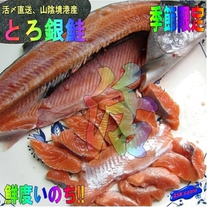 境港産「銀鮭1.2kg位」生食用とろとろサーモン、活生での販売となります。