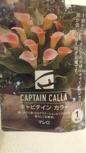 ②マレロ★たくさん咲くカラーの球根★写真より１球