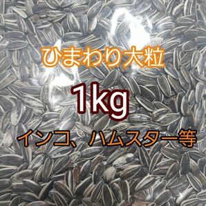 ひまわりの種 大粒 1kg ひまわりの種 鳥の餌 小動物の餌 オウム インコ ハムスターの画像1