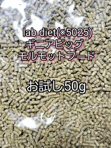 giniapi glove diet 5025morumoto hood 50g lab dietteg- chinchilla morumoto small animals 