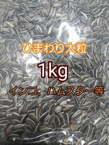 ひまわりの種 大粒 1kg ひまわりの種 鳥の餌 小動物の餌 オウム インコ ハムスター