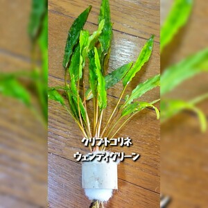  Cryptocoryne *wen Degree n5 bundle 