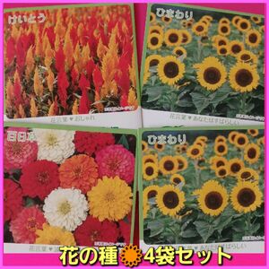 花の種　ひまわり　&　百日草　&　けいとう　※ 3種類　4袋セット　まとめ売り