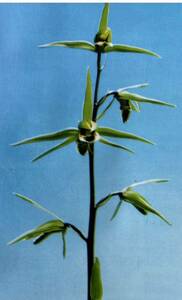  культивирование больше . товар, Satsuma холод орхидея, регистрация товар, глубокий гора великий, T- 2