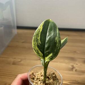 11. Scindapsus Treubii Dark Form Variegated スキンダプサス トレビーダークフォーム 斑入り熱帯植物 希少種