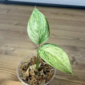 4. Scindapsus Blue albo スキンダプサス ブルーアルボ 斑入り インドネシア輸入株 熱帯植物 希少種