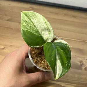  8. Scindapsus Treubii Moonlight Variegated スキンダプサス トレビー ムーンライト 斑入り 熱帯植物 希少種