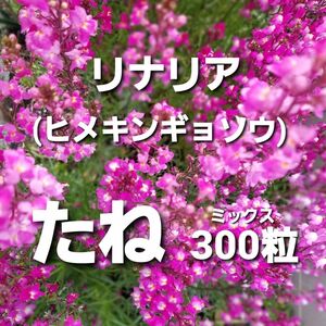 リナリア　ヒメキンギョソウ　種　ミックス　300粒　一年草　花の種　姫金魚草　翌日発送