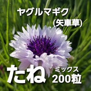 ヤグルマギク　種　ミックス　200粒　矢車草　矢車菊　たね　花の種　翌日発送