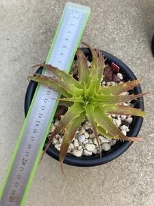 Dyckia lunaristi Kia ru Naris 